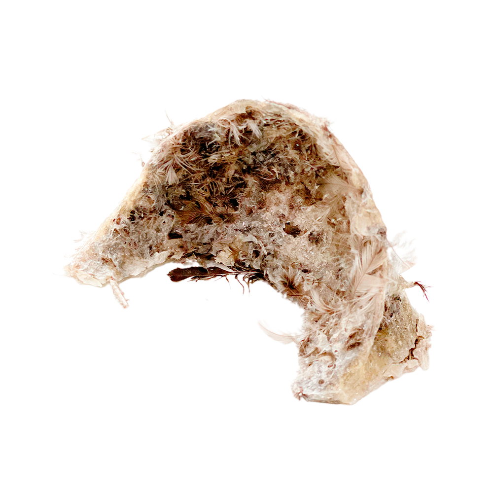 Cave-Birdnest-Small